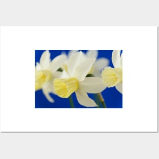 Narcissus  &#39;Sailboat&#39;   AGM    Division 7 Jonquilla  Daffodil Posters and Art